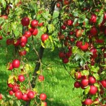baum4.jpg