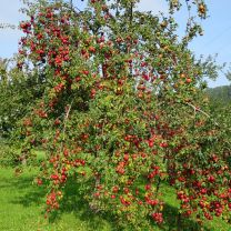 baum1.jpg