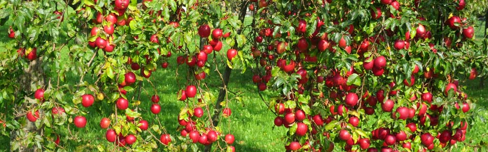 Apfelbaum auf Streuobstwiese